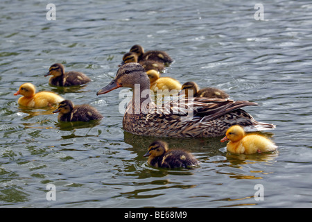 Femmina Mallard duck con pulcini (Anas platyrhynchos) Foto Stock