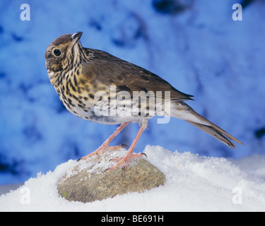 Canzone Thrush (Turdus philomenos). Adulto in piedi su un sasso nella neve Foto Stock