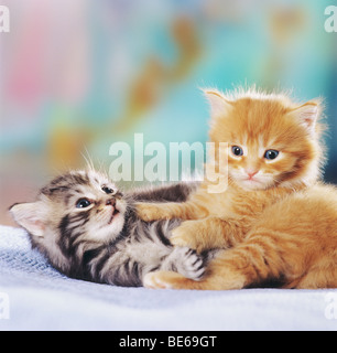 Due gattini - riproduzione Foto Stock