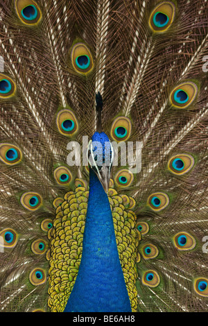 Peafowl comune, Indian Peacock (Pavo cristatus), maschio visualizzazione. Foto Stock