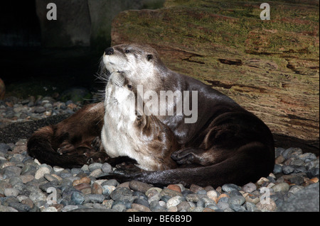 La lontra presso l'Aquarium di Seattle Foto Stock