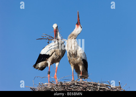 Unione Cicogna bianca (Ciconia ciconia), coppia costruire un nido. Foto Stock