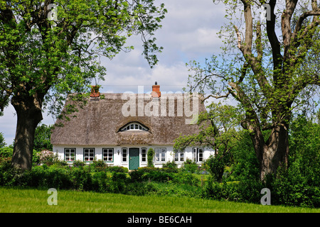 Casa di campagna con tetto di paglia in Schleswig Holstein, Germania, Europa Foto Stock