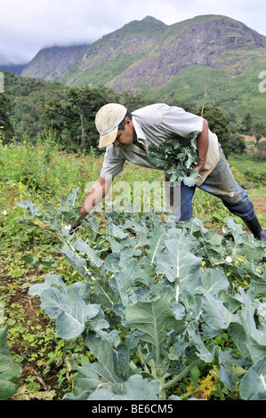 Agricoltore la raccolta di broccoli, agricoltura biologica, Petropolis, Rio de Janeiro, Brasile, Sud America Foto Stock