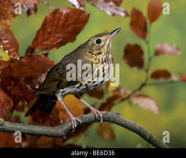 Tordo Bottaccio su un ramo / Turdus philomelos Foto Stock