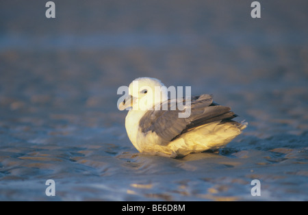 Northern Fulmar - seduta sul lago ghiacciato / Fulmarus glacialis Foto Stock