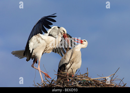 Unione Cicogna bianca (Ciconia ciconia), coppia costruire un nido. Foto Stock