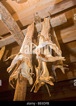 Strisce di baccalà, noto come stoccafisso, al costiero Heritage Centre In Foldalbruket, Norvegia. Foto Stock