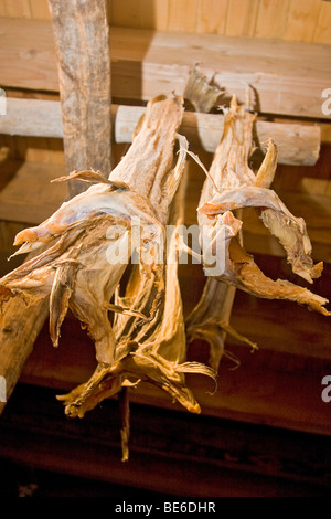 Strisce di baccalà, noto come stoccafisso, al costiero Heritage Centre In Foldalbruket, Norvegia. Foto Stock