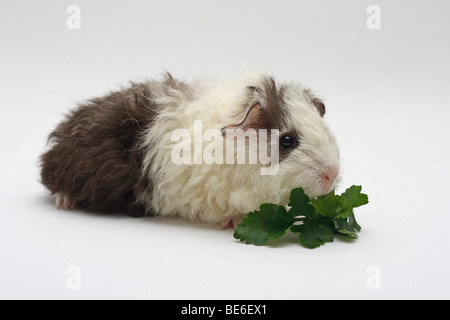 Texel cavia, bianco-cioccolato, 4 settimane, mangiare prezzemolo Foto Stock