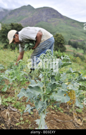 Agricoltore la raccolta di broccoli, agricoltura biologica, Petropolis, Rio de Janeiro, Brasile, Sud America Foto Stock