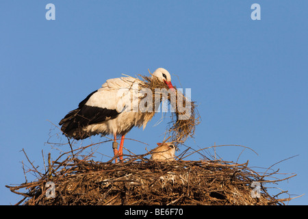 Unione Cicogna bianca (Ciconia ciconia), coppia costruire un nido. Foto Stock