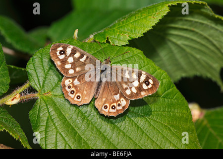 Chiazzato di legno (Pararge aegeria), butterfly, seduta su una foglia Foto Stock
