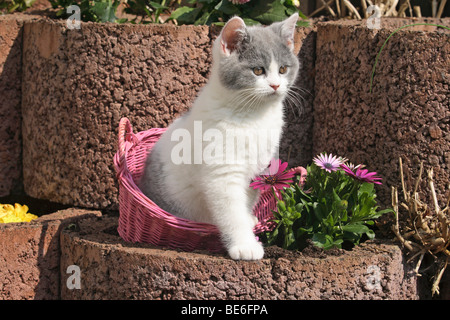 British Shorthair kitten, dieci settimane vecchio seduto in un cestello Foto Stock