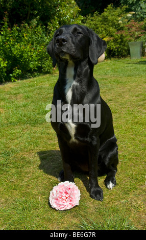 Bianco e nero (cani Labrador cross) sat nel giardino soleggiato con una rosa peonia fiore ai suoi piedi Foto Stock