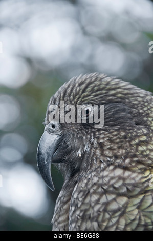 Kea, Nestor Notabilis a Milford Sound, Isola del Sud, Nuova Zelanda Foto Stock