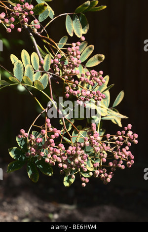 Bacche di Sorbus hupehensis varietà pagoda rosa Foto Stock