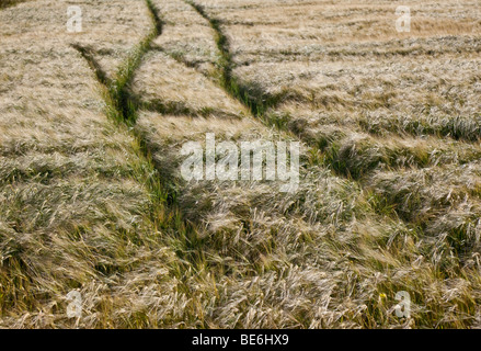 Le tracce in cornfield, grainfield, skidmark. Foto Stock