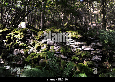 Muschi e felci che cresce su un vecchio muro di pietra vicino lontano Sawrey nel Lake District Cumbria Regno Unito Foto Stock