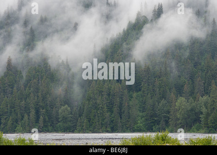 Sitka Spruce, Picea sitchensis, foresta con nebbia, Seward, Alaska, il Parco nazionale di Kenai Fjords Foto Stock