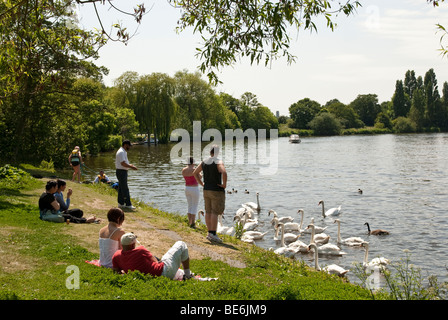 Adulti poltrire sul greto del fiume e di alimentazione dei cigni sul Tamigi a Walton on Thames con un motore Crusier sul fiume Foto Stock