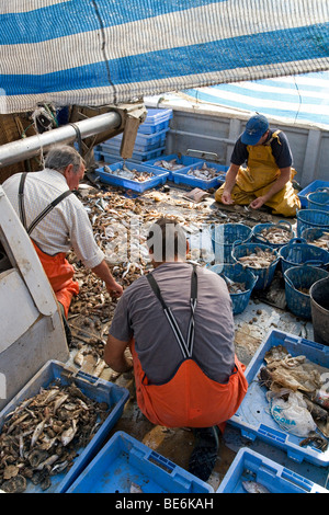 I pescatori di smistamento di catture per il mercato del pesce del porto di Peniscola, Costa Azahar, Spagna, Europa Foto Stock