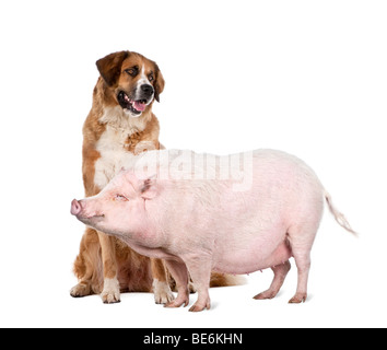 Goettingen minipig e cane in piedi di fronte a uno sfondo bianco, studio shot Foto Stock