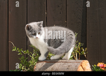 British Shorthair kitten, 10 settimane di età, in piedi su un blocco di legno Foto Stock