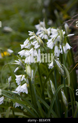 Tre monopolizzato il porro; Allium triquetrum; Cornovaglia Foto Stock