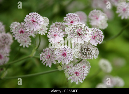 Masterwort, Astrantia grandi 'Buckland', Apiaceae. Europa e Asia occidentale. Foto Stock