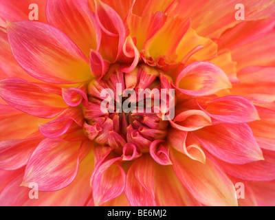 Primo piano di un colore bellissimo Fiore Dahlia Foto Stock