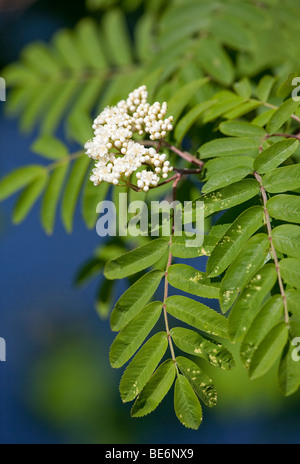 Rowan ( Sorbus aucuparia ) tree blooming Foto Stock