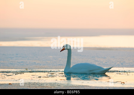 Cigno (Cygnus olor) sul lago ghiacciato di Neusiedl in inverno, il lago di Neusiedl, Burgenland, Austria, Europa Foto Stock