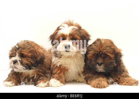 3 Lhasa Apso cuccioli, 8 settimane Foto Stock