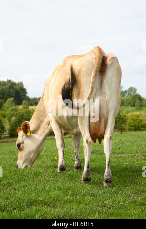 Dietro e della mammella di una mucca in jersey di pascolare su campo in erba e lotta contro le mosche. Foto Stock