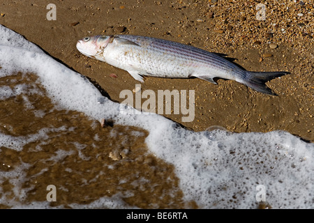 I pesci morti si è incagliata, Peniscola, Costa Azahar, Spagna, Europa Foto Stock