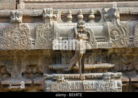 Macaco Rhesus monkey presso Sri Jalagandeeswarar tempio all'interno di Vellore Fort in India Vellore Foto Stock