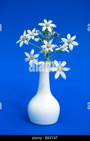La stella di Betlemme (Ornithogalum) in un vaso bianco Foto Stock