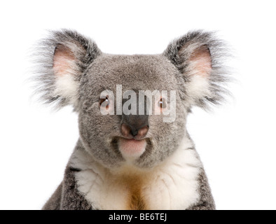 Ritratto di maschio orso Koala, Phascolarctos cinereus, 3 anni, di fronte a uno sfondo bianco, studio shot Foto Stock