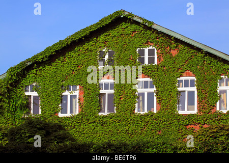 Boston Ivy sul lato anteriore di una casa, Giapponese superriduttore, Giapponese ivy in primavera (Parthenocissus tricuspidata) Foto Stock