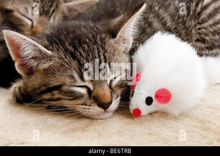 Gattino dorme con un giocattolo bianco mouse, 6 settimane Foto Stock