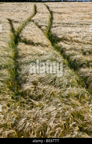 Le tracce in cornfield, grainfield, skidmark. Foto Stock