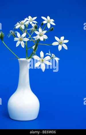 La stella di Betlemme (Ornithogalum) in un vaso bianco Foto Stock