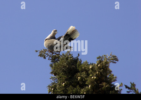 Eurasian colomba a collare Streptopelia decaocto Foto Stock