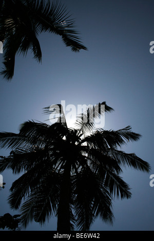 Alberi di Palma contro il cielo blu, Diani Beach Mombasa, in Kenya , Africa Foto Stock