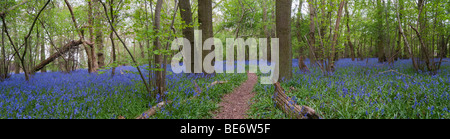 Vista panoramica di un inglese Bluebell wood in primavera. Foto Stock