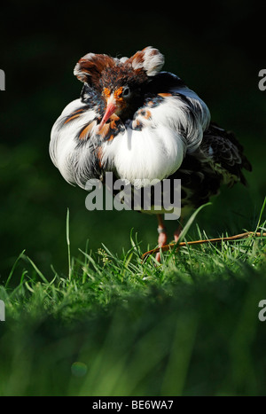 Ruff (Philomachus pugnax), maschio nel piumaggio di allevamento Foto Stock