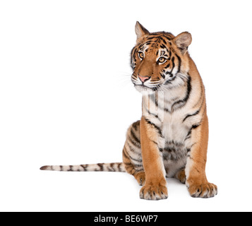 Ritratto di tigre del Bengala, Panthera tigri tigri, 1 anno di età, seduto di fronte a uno sfondo bianco, studio shot Foto Stock