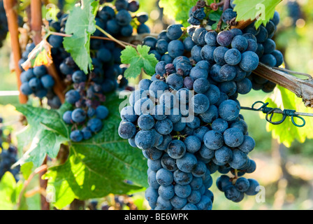 Merlot uva sulla vite Foto Stock