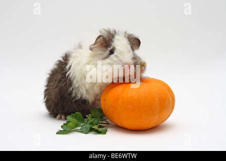 Texel cavie, bianco-cioccolato, 4 settimane di età, zampe anteriori su una cucurbita pepo Foto Stock